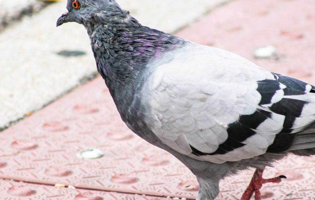 Pigeons are common year-round residents of Chicago. (Kayla Tanada | The Phoenix)
