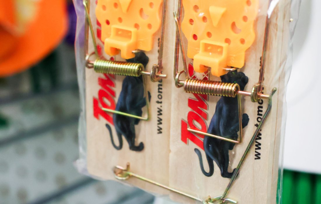 Alternate forms of rat control can be used to avoid poison. (Kayla Tanada | The Phoenix)