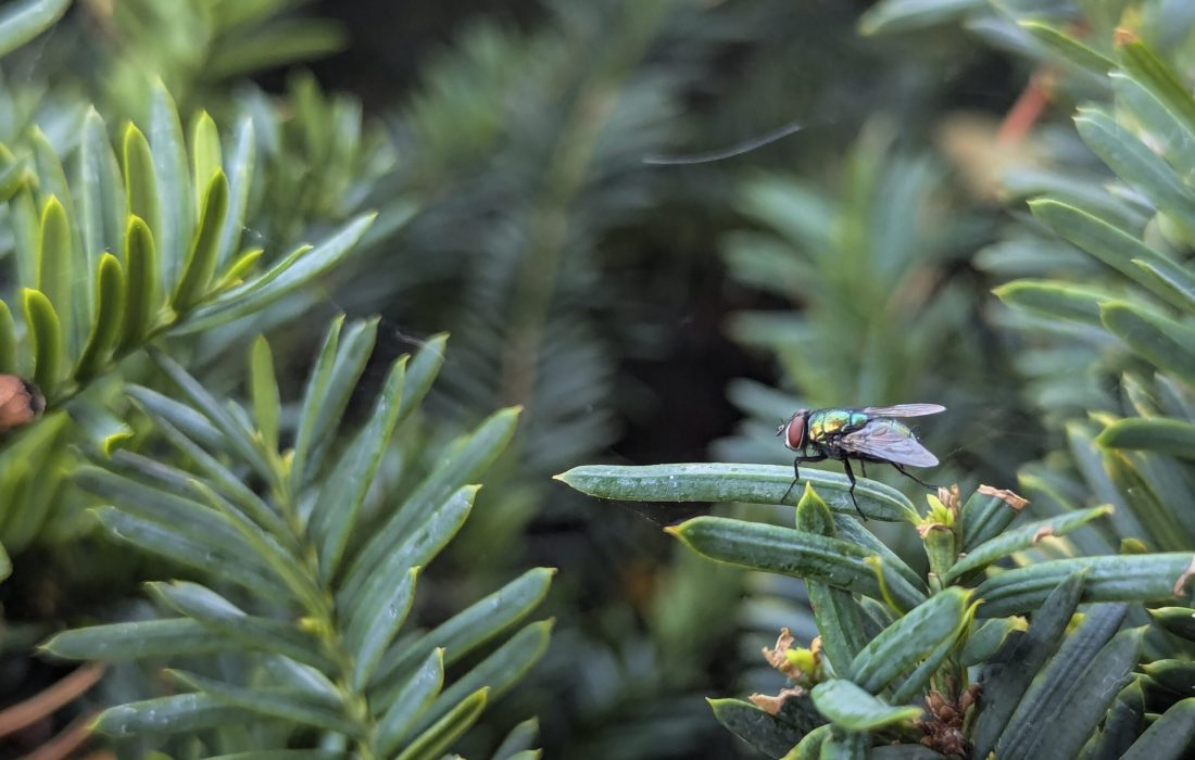 These flies don't transmit diseases to humans. (Sophia Reass | The Phoenix)