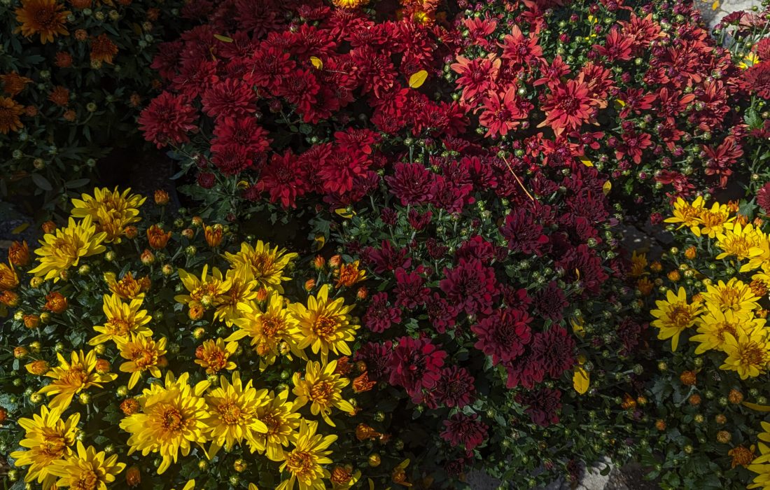 Photober allows for The Phoenix's photo staff to reflect, capture and share the autumnal climate. (Sophia Reass | The Phoenix)